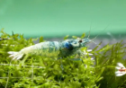 The Legacy of Sharnbrook Shrimp – Raising Standards in Shrimp Breeding