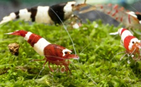 How Sharnbrook Shrimp Inspired a Generation of Aquarists