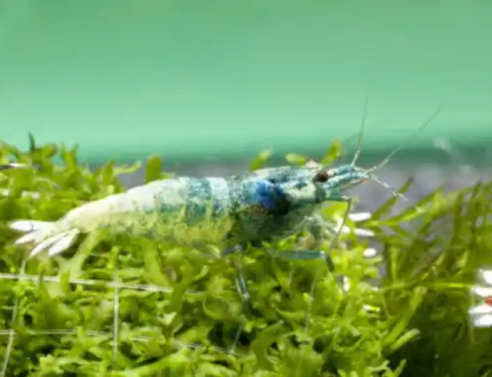 The Legacy of Sharnbrook Shrimp – Raising Standards in Shrimp Breeding