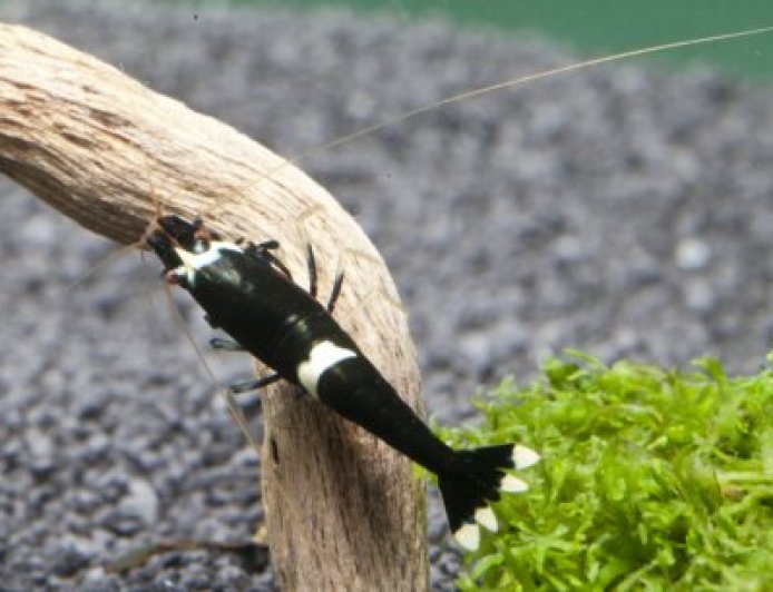 From Awards to Influence: Why Sharnbrook Shrimp Still Matters Today