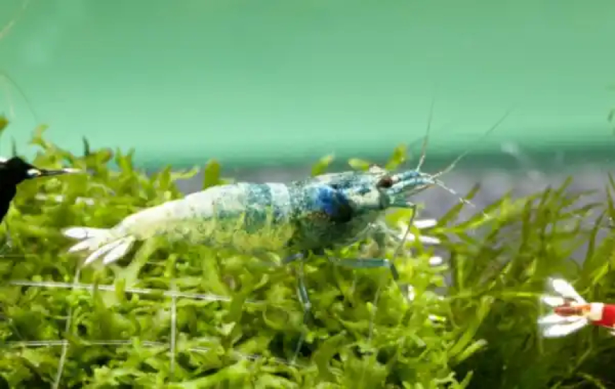 The Legacy of Sharnbrook Shrimp – Raising Standards in Shrimp Breeding